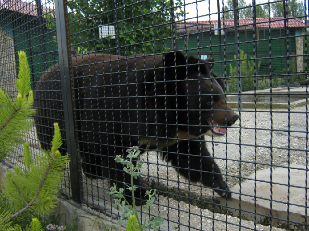 wp-1465460321233 image