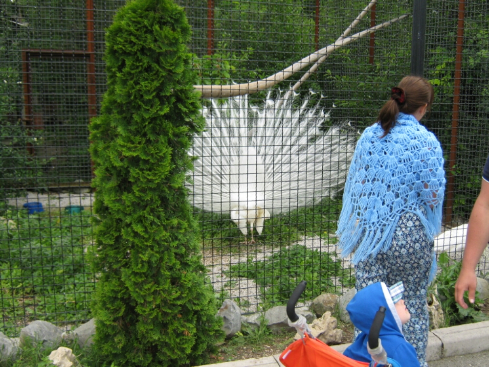 wp-1465460504338 image